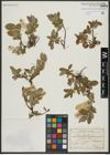 Foto von Salix hastata L.